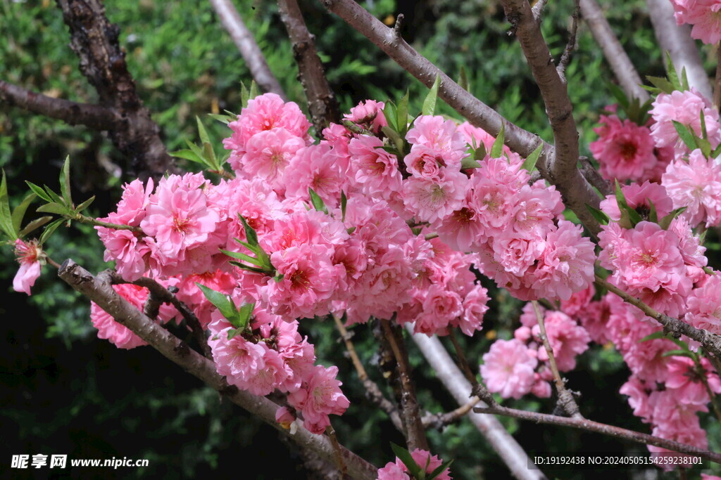 碧桃花 