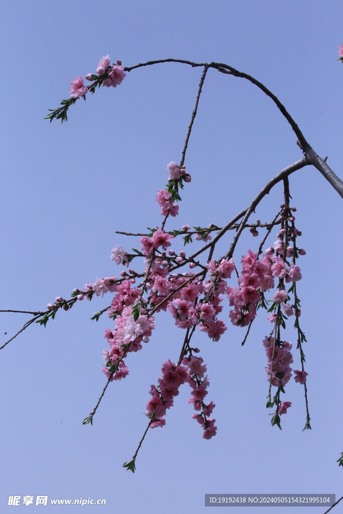 碧桃花 