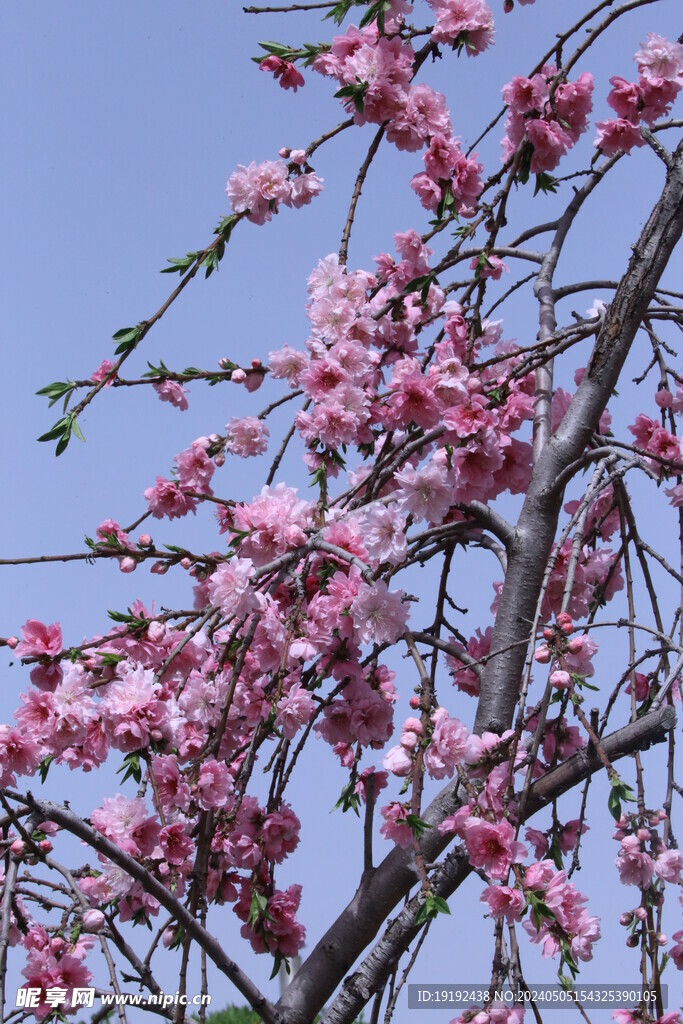 碧桃花 