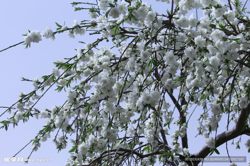 碧桃花  