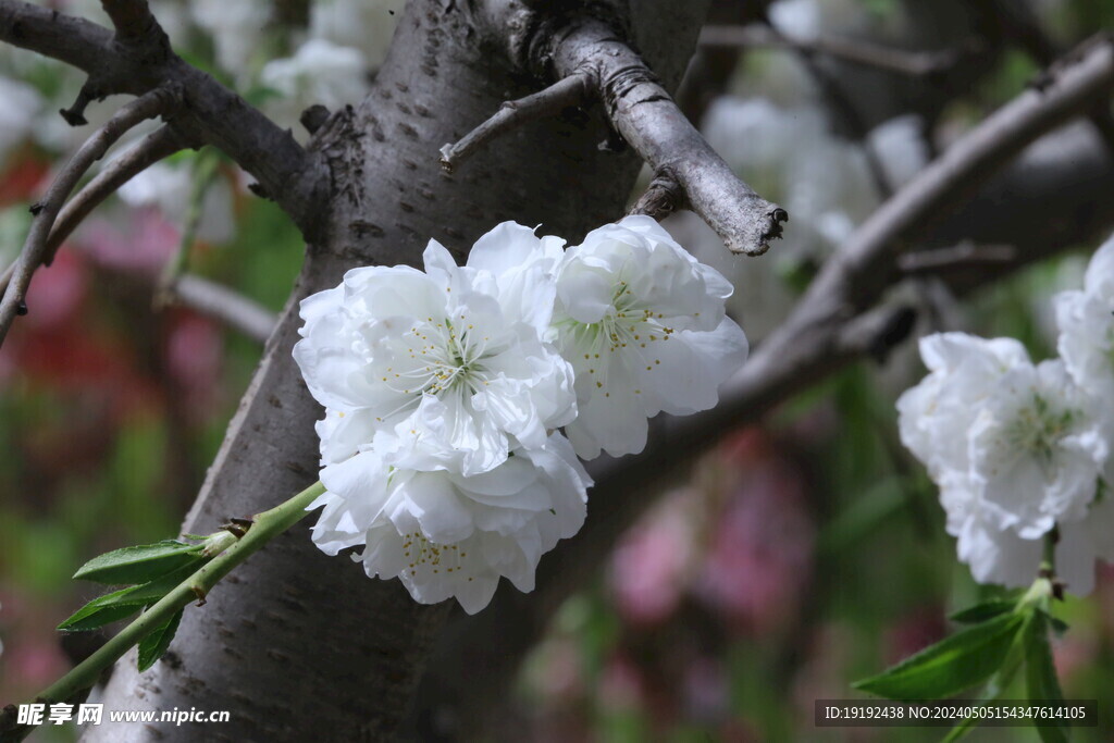 碧桃花 