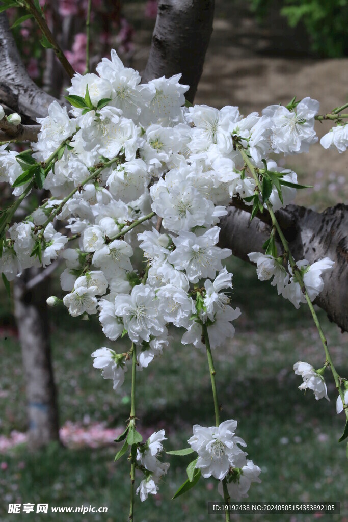 碧桃花 