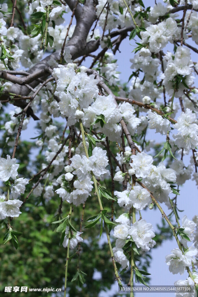 碧桃花 