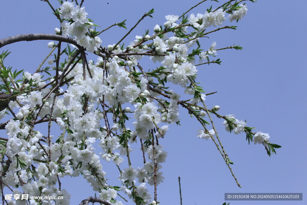 碧桃花 