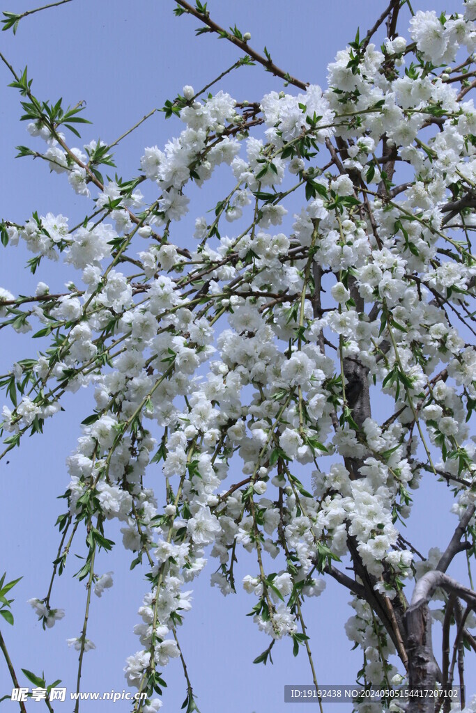 碧桃花 