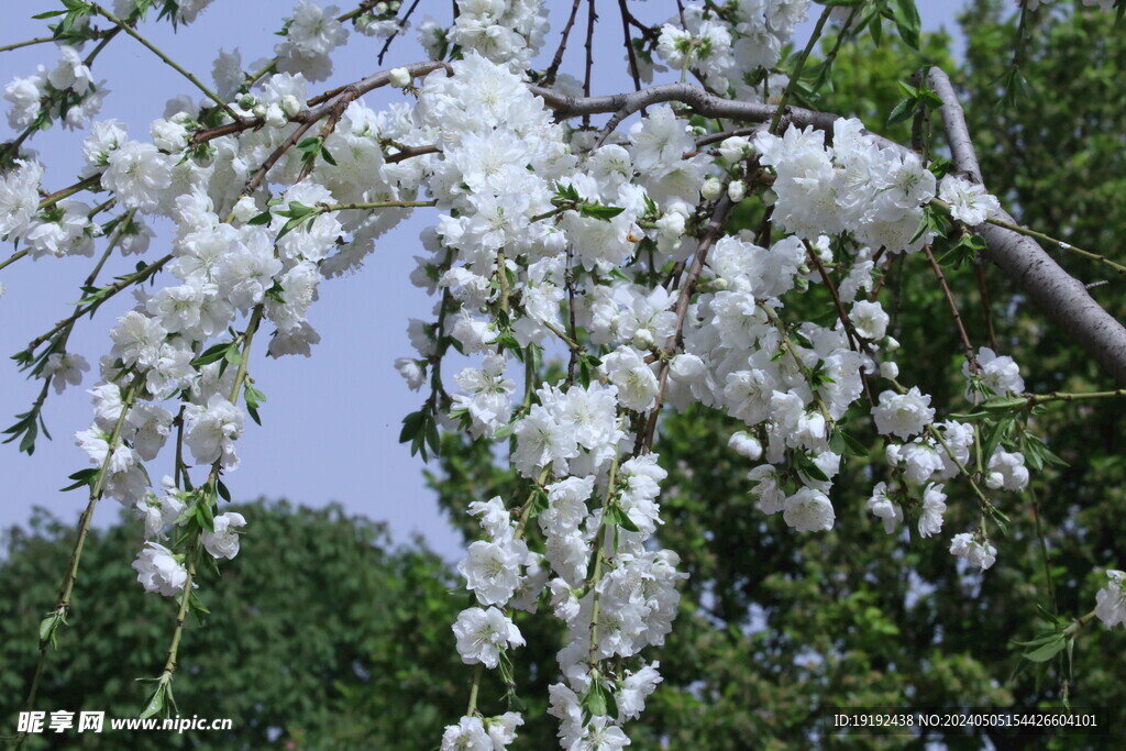 碧桃花 