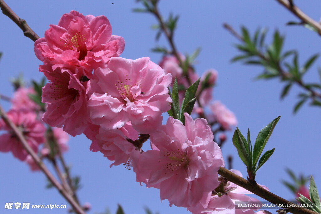 碧桃花  