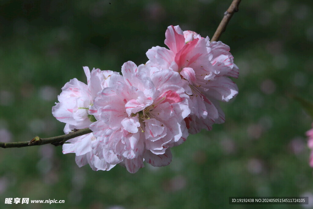 碧桃花 