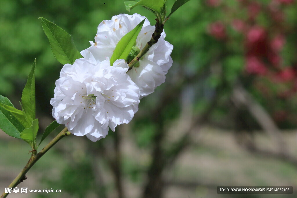 碧桃花