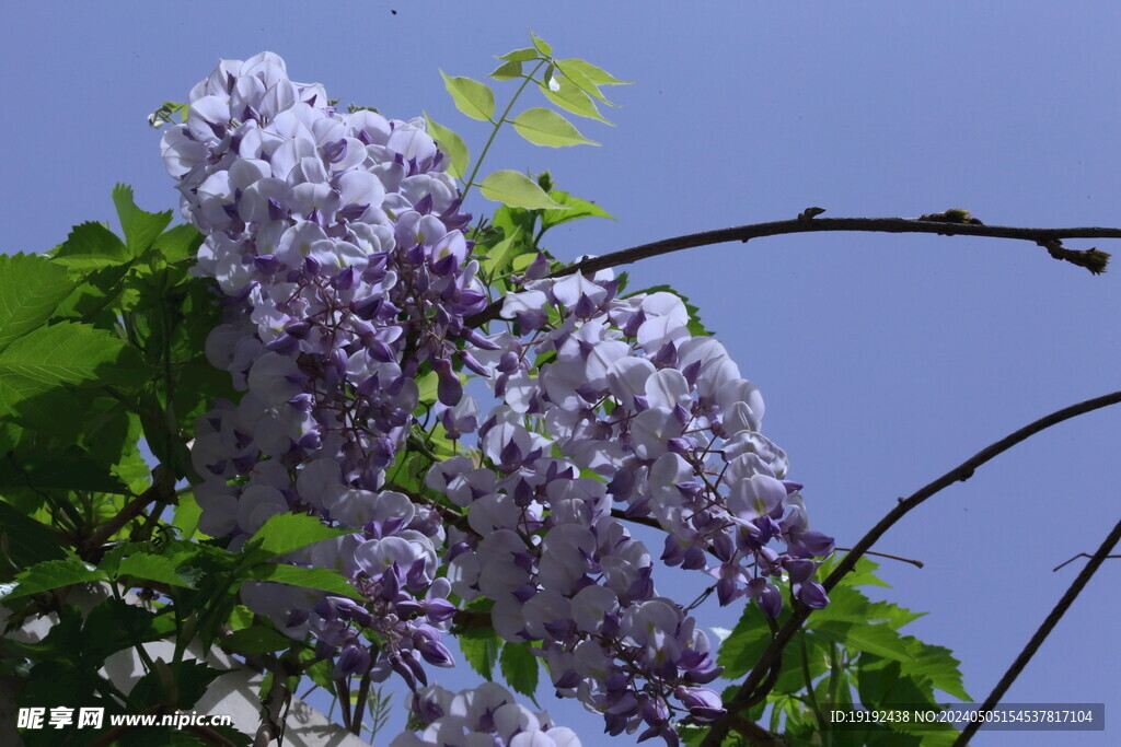 紫藤花 