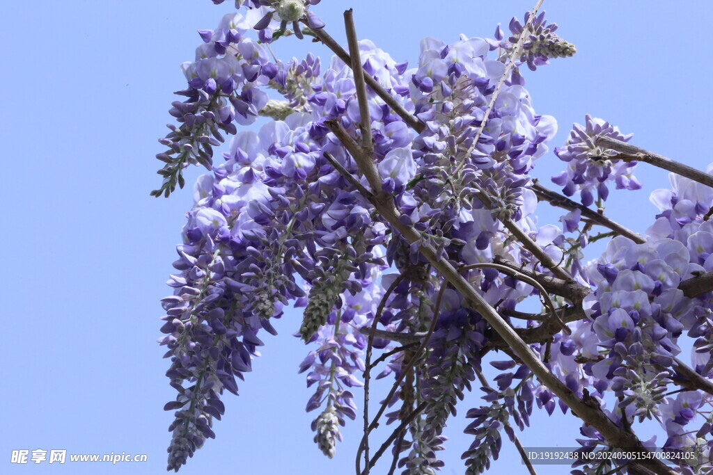 紫藤花 