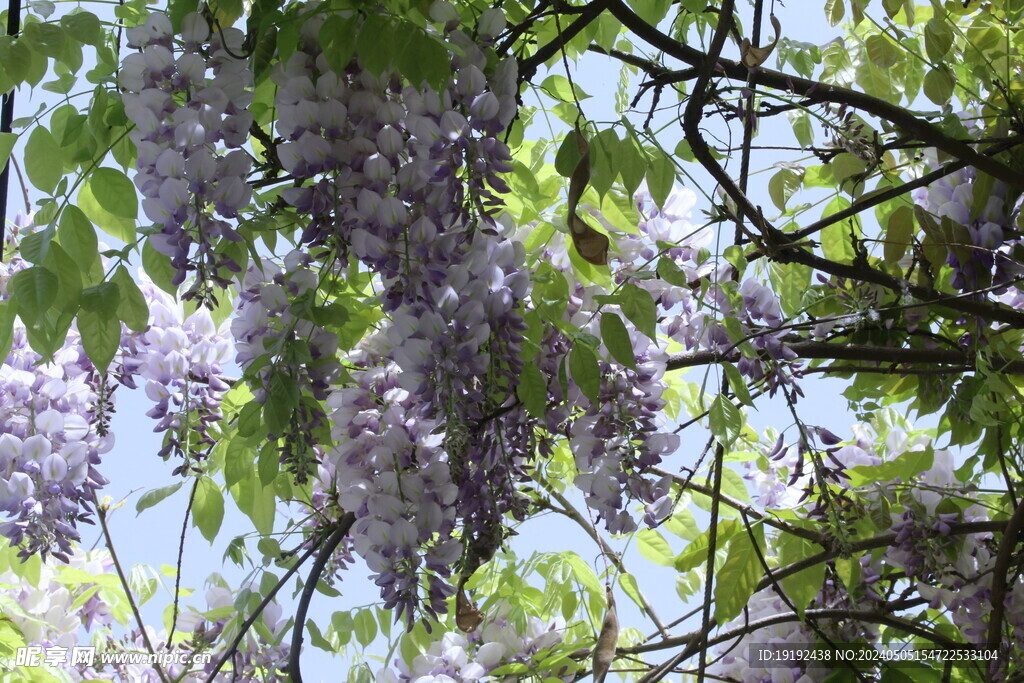 紫藤花 