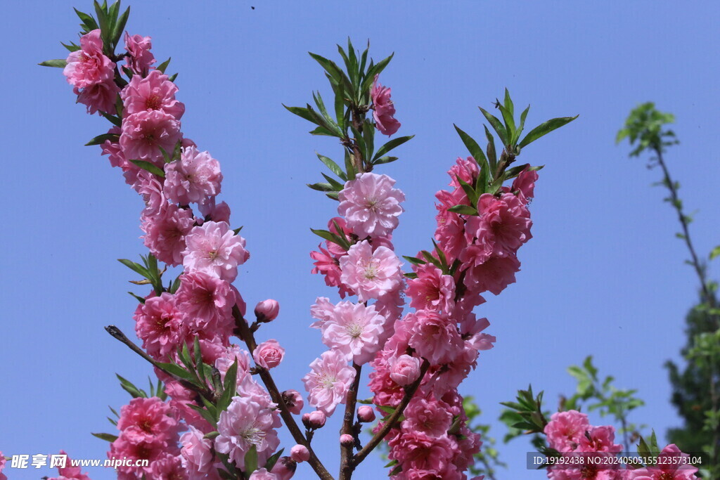 碧桃花  