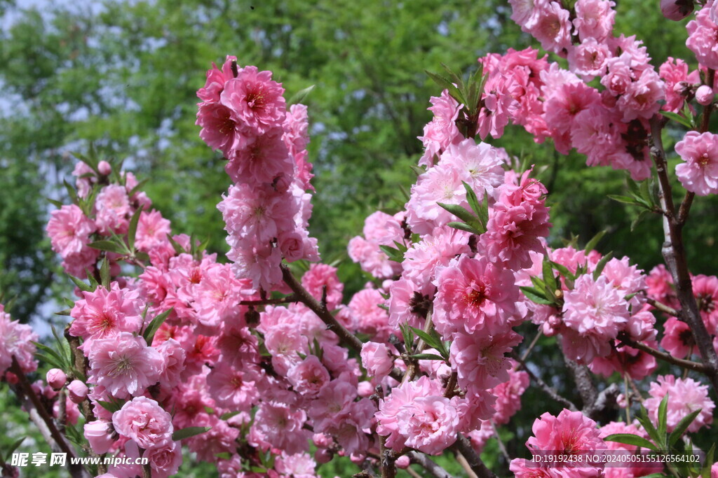 碧桃花 