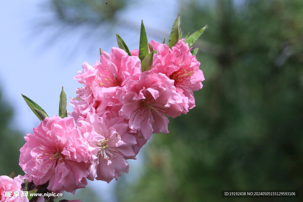 碧桃花  