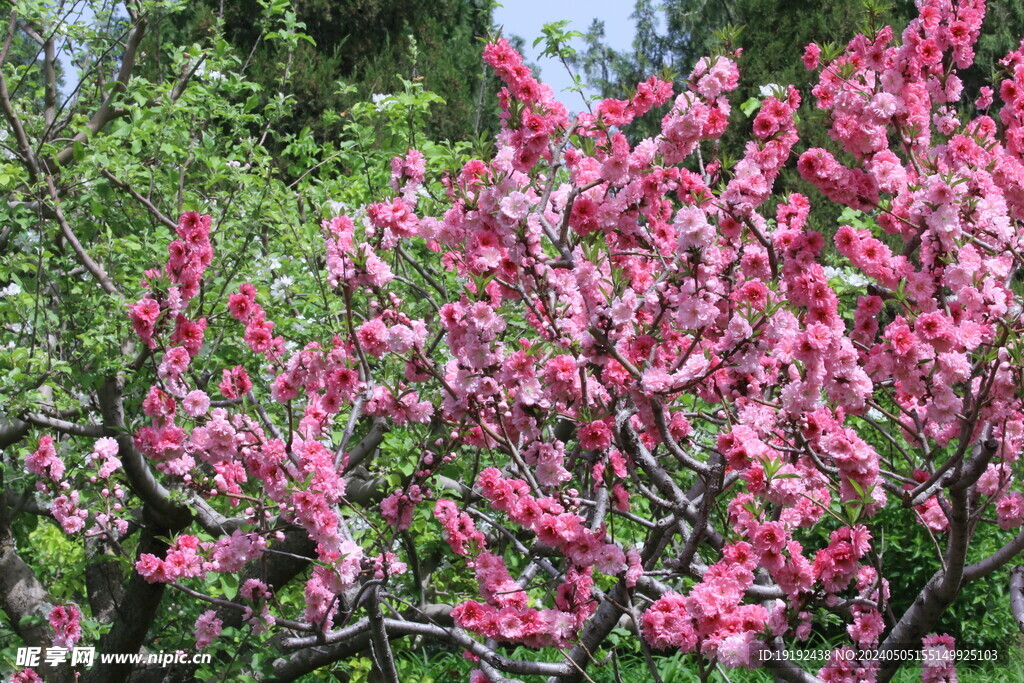 碧桃花  