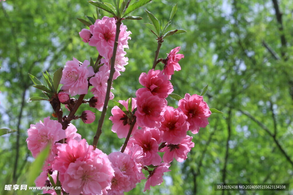 碧桃花