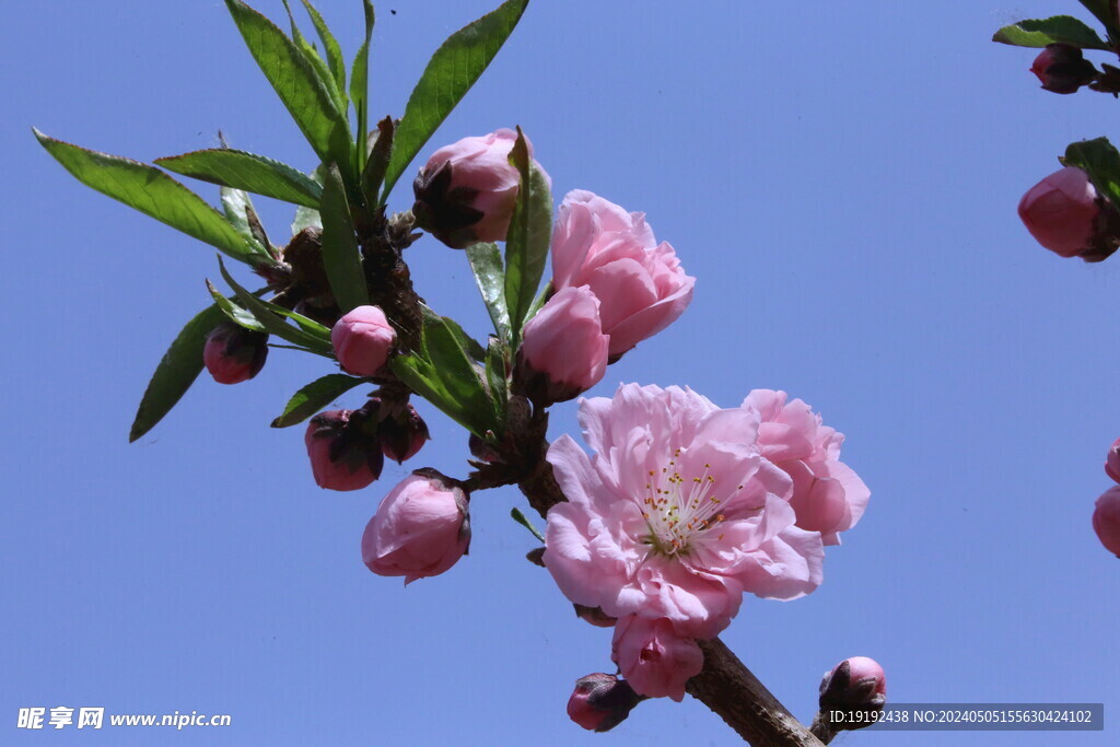 碧桃花