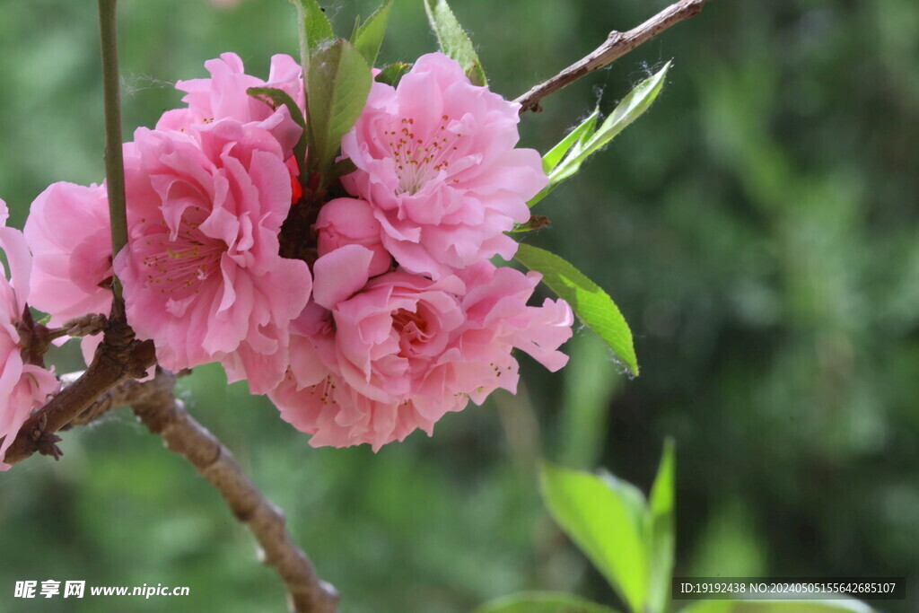 碧桃花 