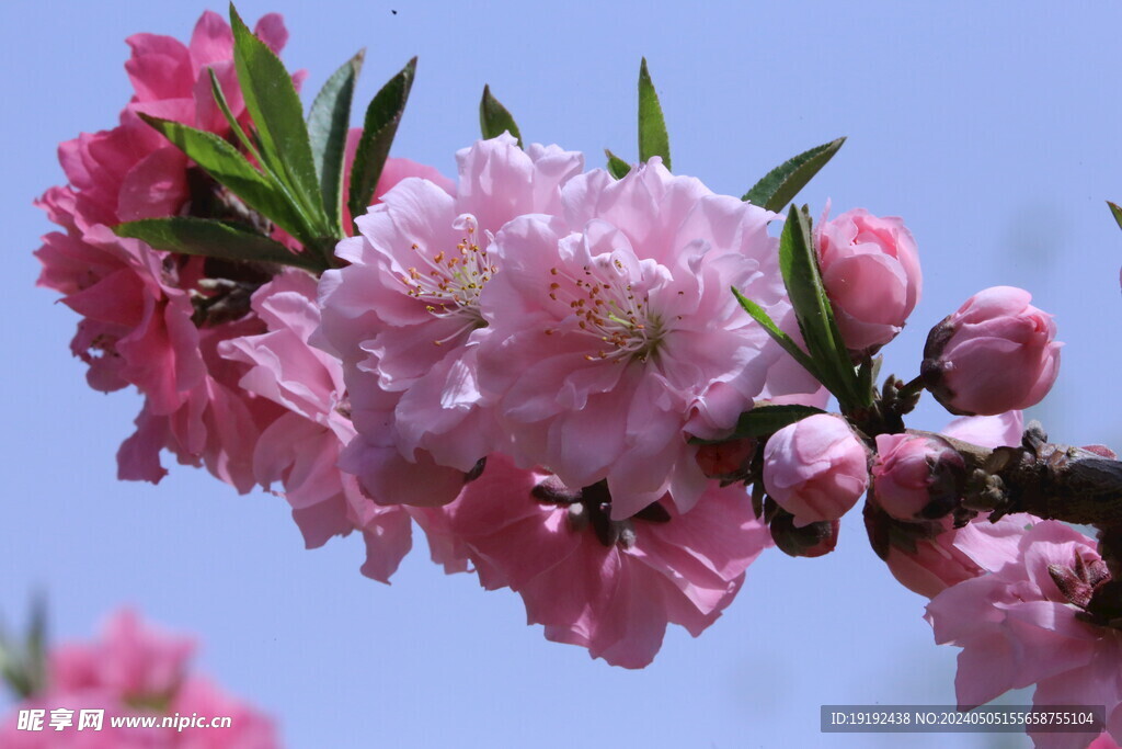 碧桃花  