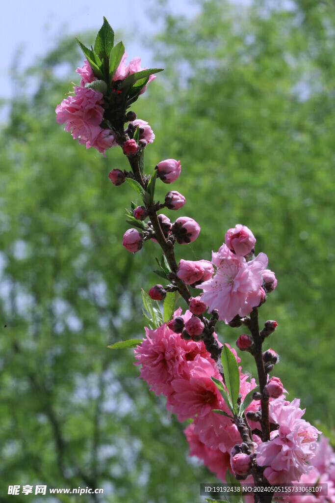 碧桃花 