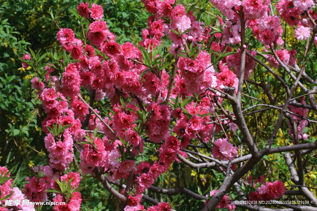 碧桃花 