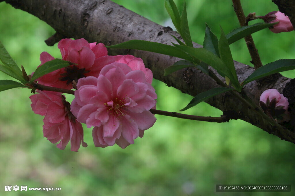 碧桃花  