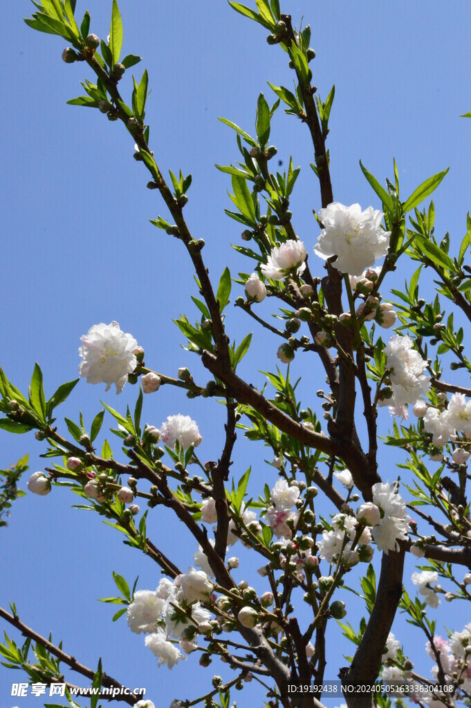 碧桃花  