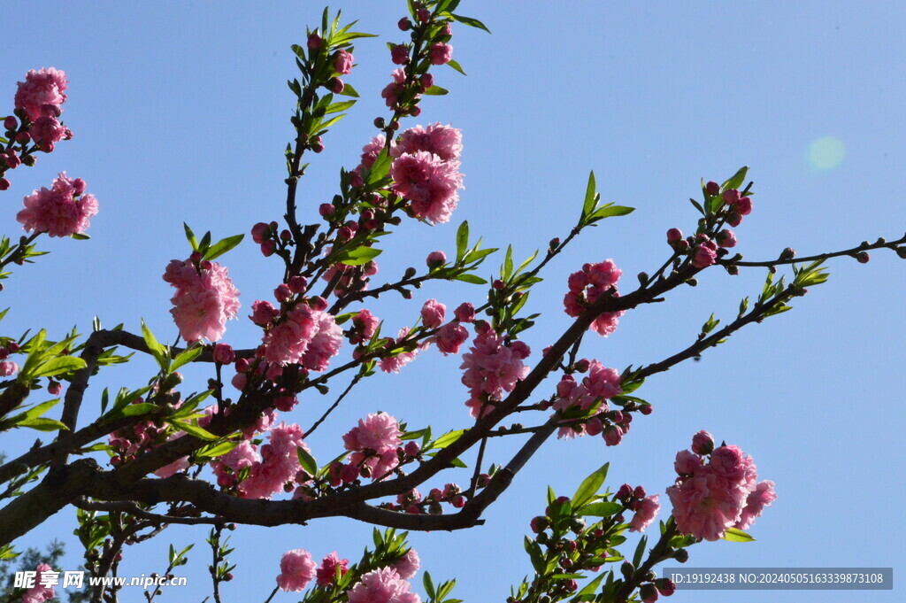 碧桃花  