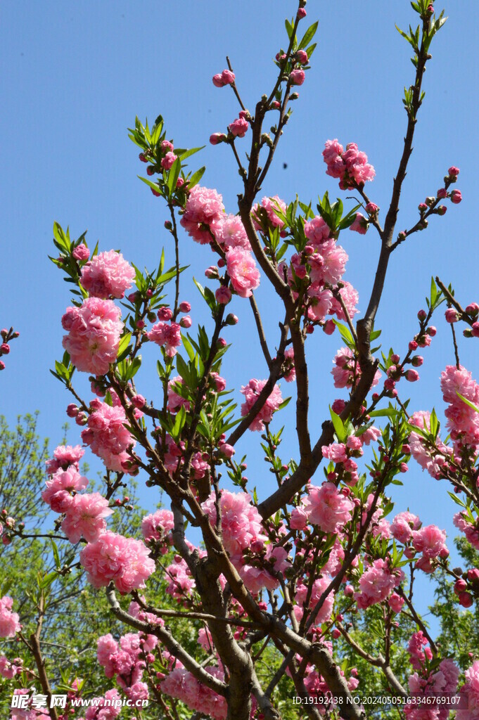 碧桃花 