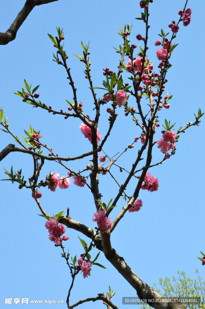 碧桃花  