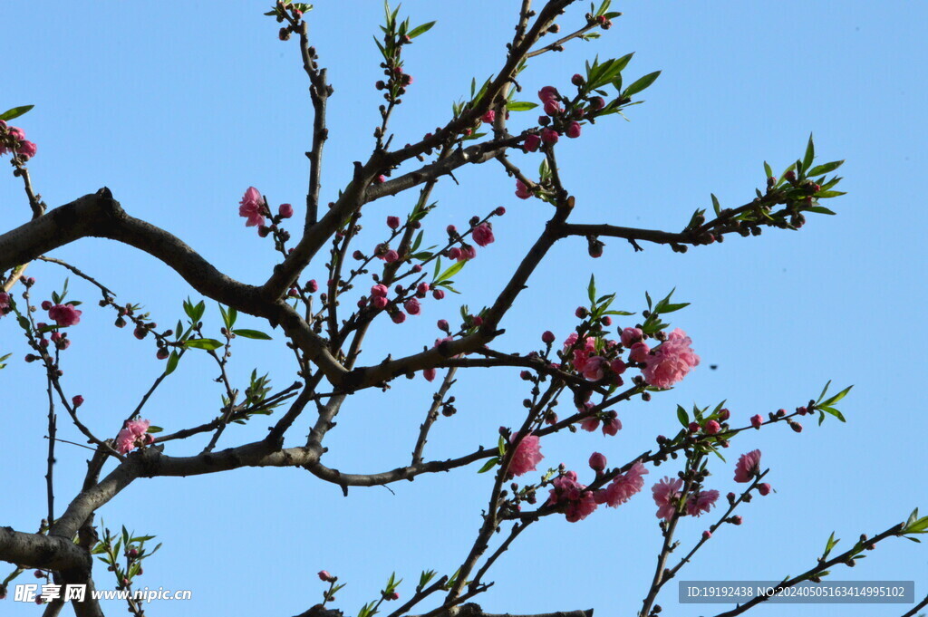 碧桃花  