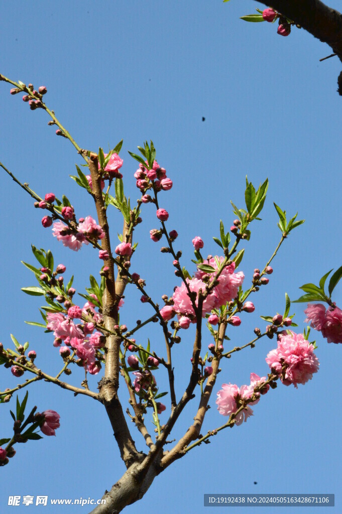 碧桃花 