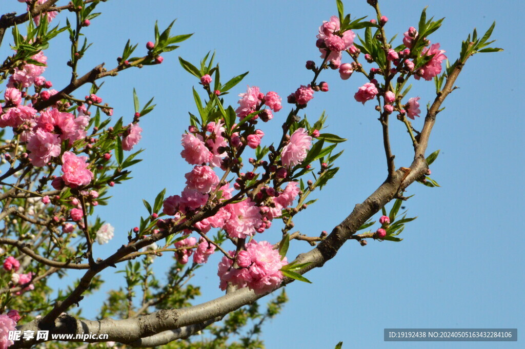 碧桃花 