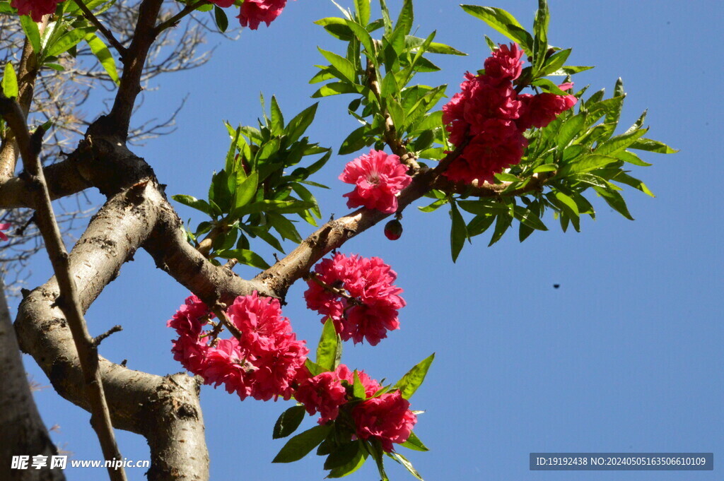 碧桃花 