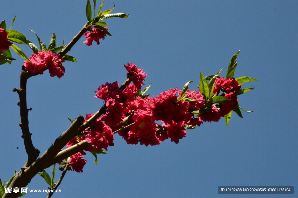 碧桃花