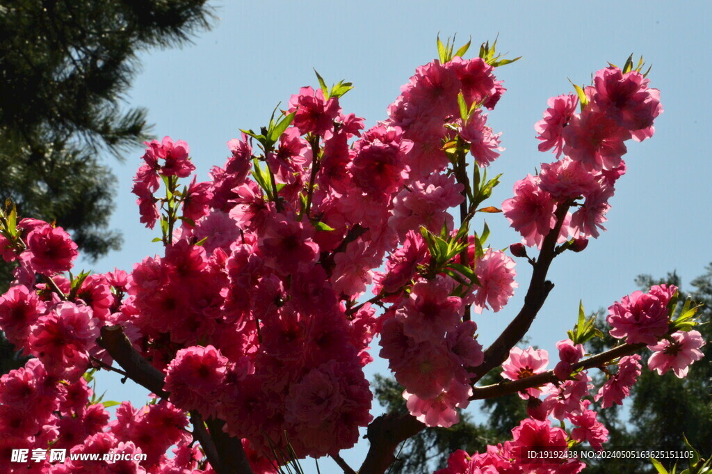 碧桃花 