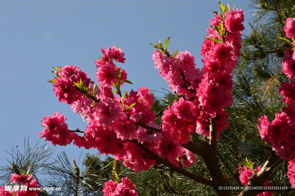 碧桃花  