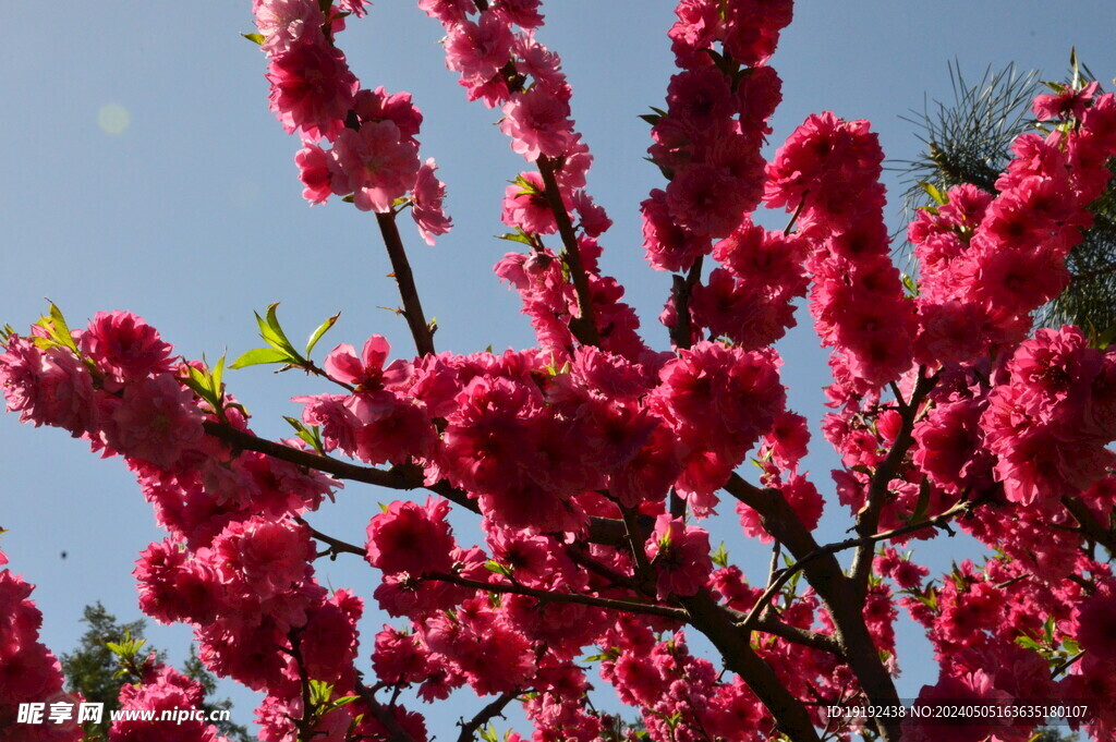 碧桃花 