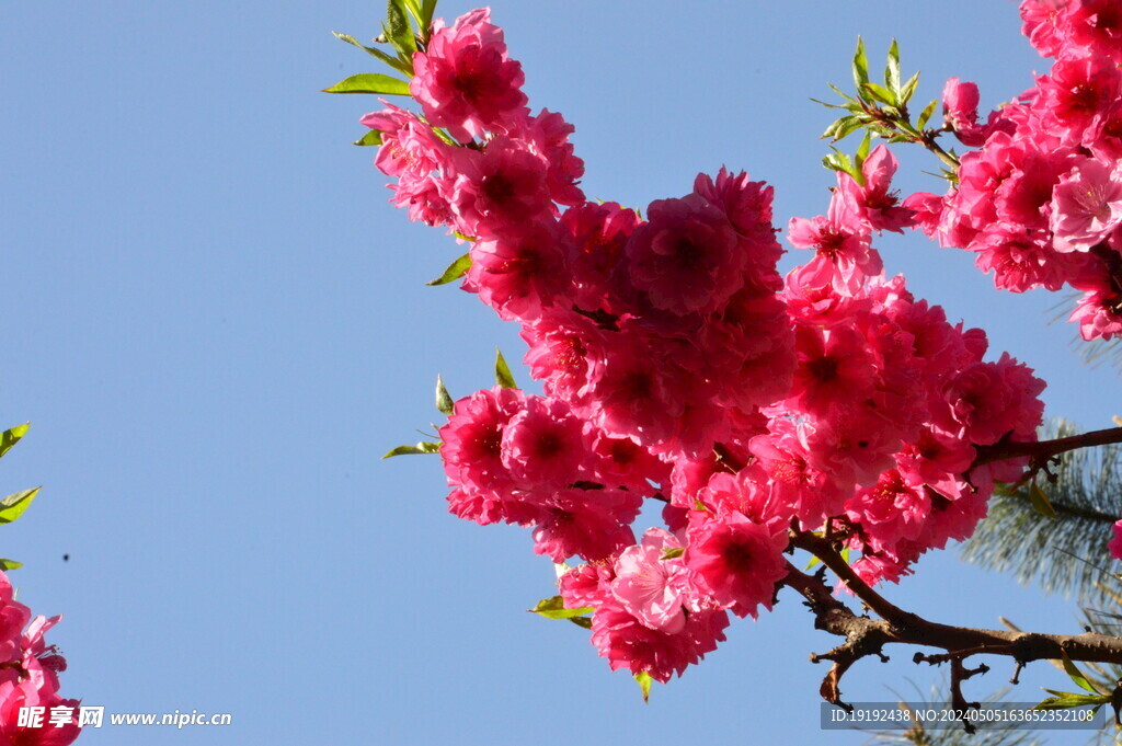 碧桃花  