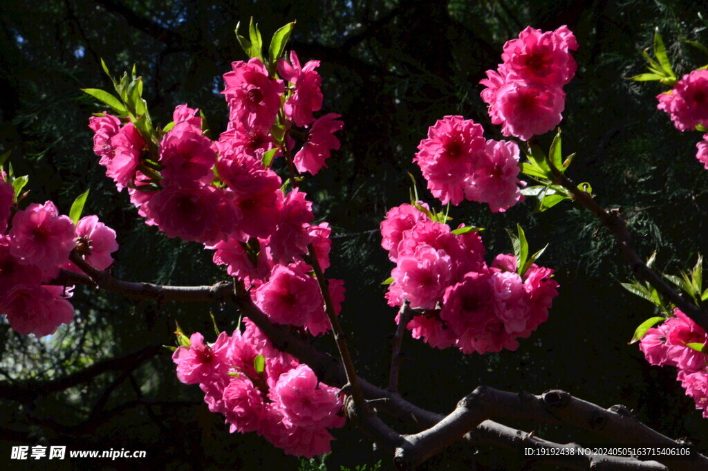 碧桃花  