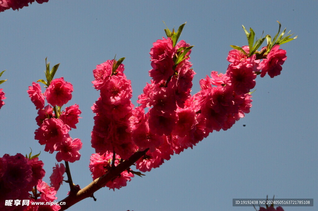 碧桃花  