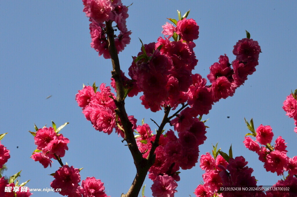 碧桃花 