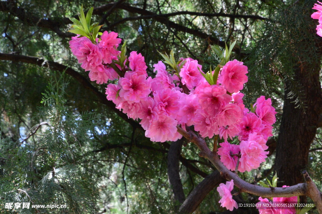 碧桃花 