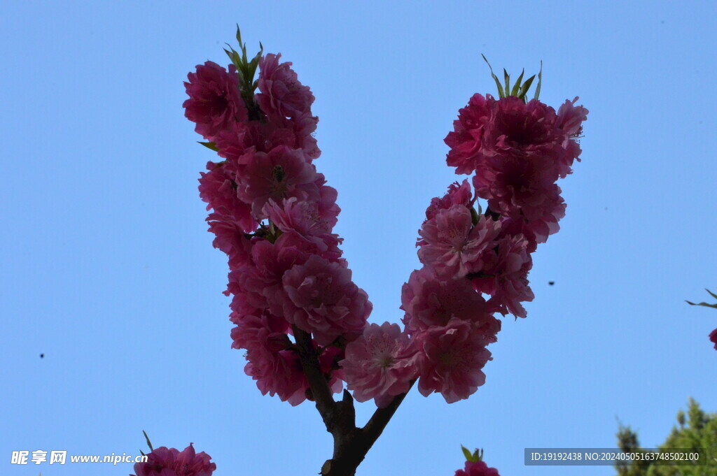 碧桃花