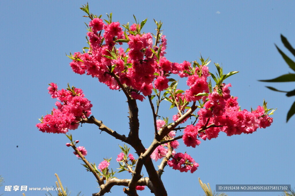 碧桃花 