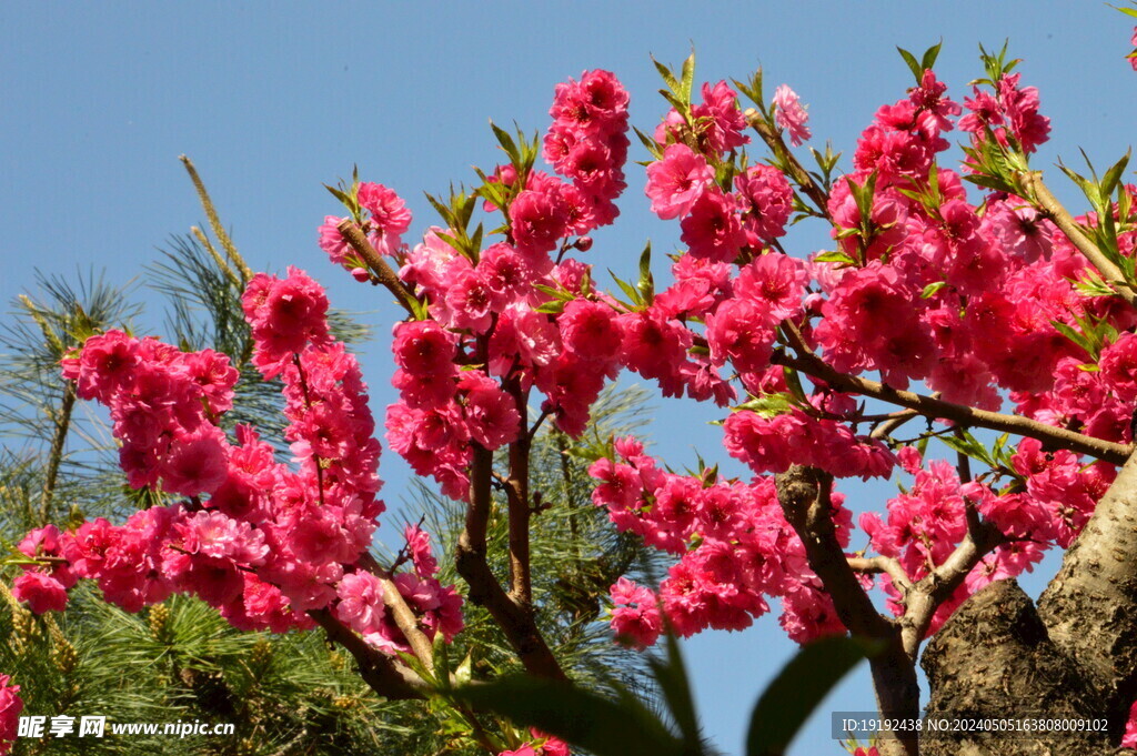 碧桃花 