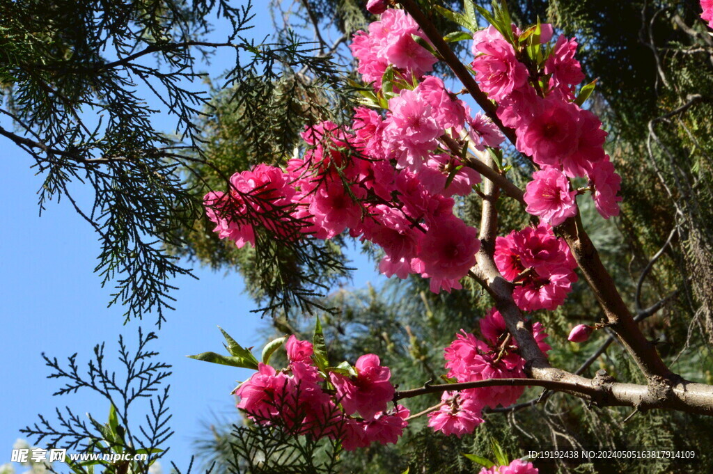 碧桃花 