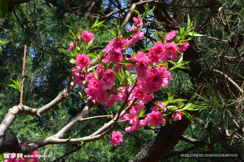 碧桃花 