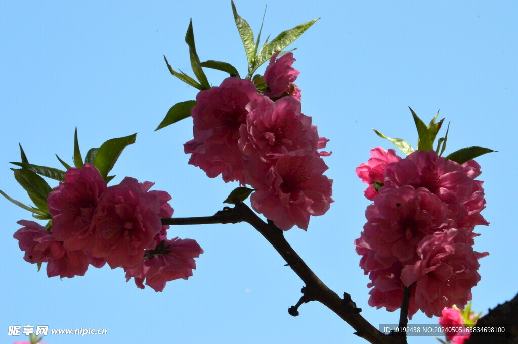 碧桃花